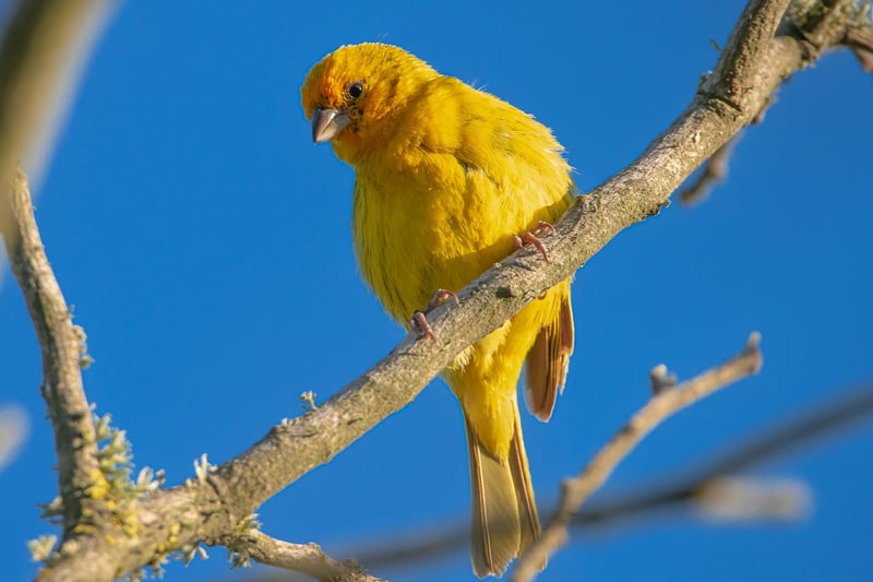 Saffron